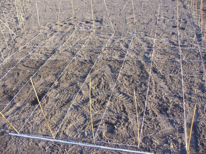 Maislabyrinth Venne 2014 - Fotogalerie - 7 von 100