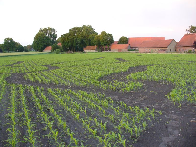 Maislabyrinth Venne 2014 - Fotogalerie - 13 von 100