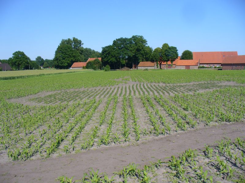 Maislabyrinth Venne 2014 - Fotogalerie - 20 von 100