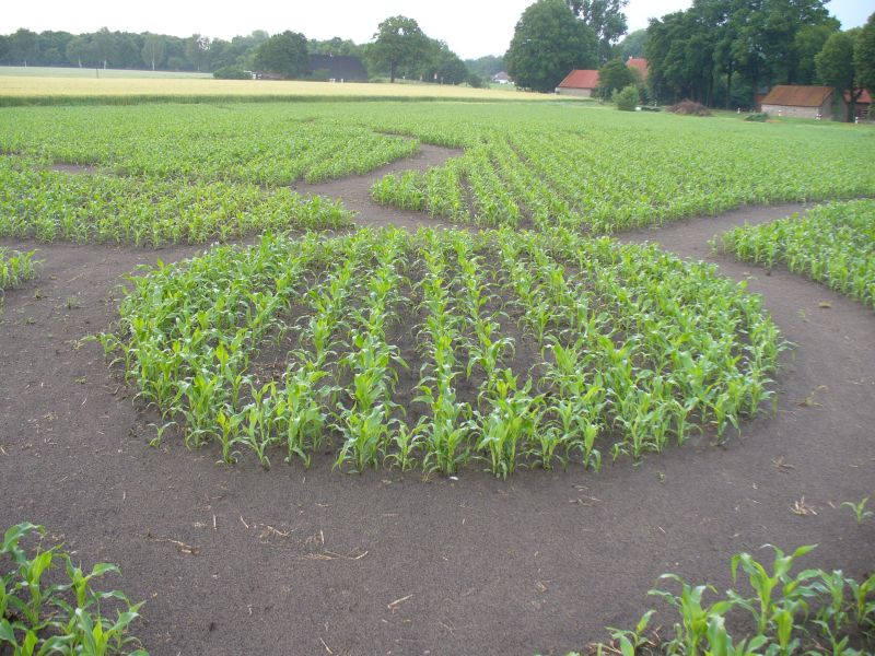 Maislabyrinth Venne 2014 - Fotogalerie - 29 von 100