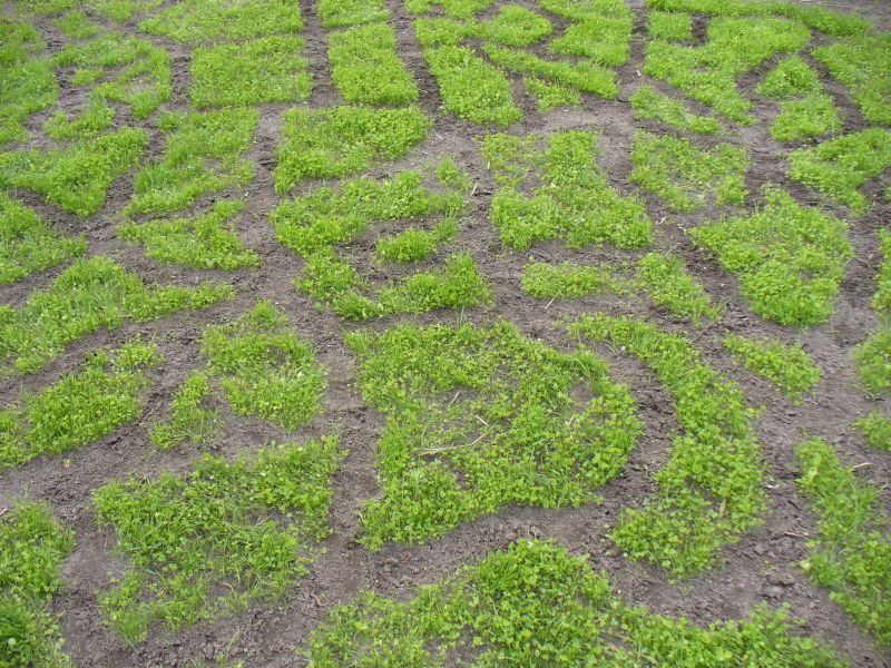 Maislabyrinth Venne 2014 - Fotogalerie - 34 von 100