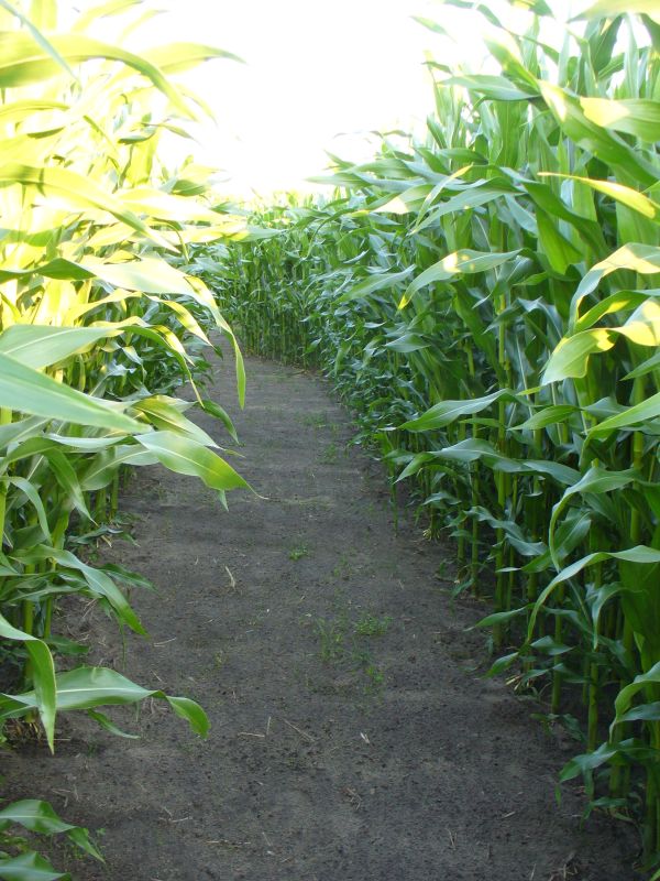 Maislabyrinth Venne 2014 - Fotogalerie - 68 von 100