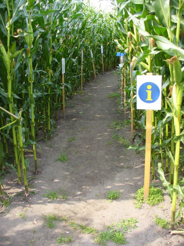 Maislabyrinth Venne 2014 - Fotogalerie - 86 von 100