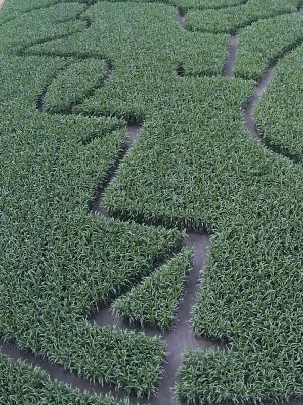 Maislabyrinth Venne 2014 - Fotogalerie - 62 von 100