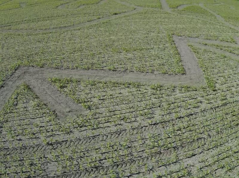 Maislabyrinth Venne 2014 - Fotogalerie - 23 von 100